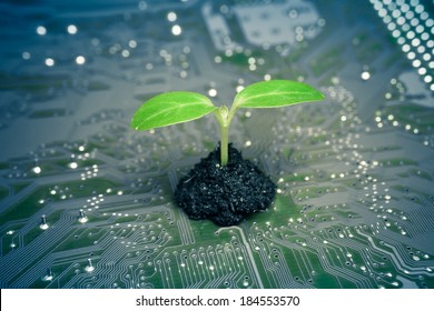 tree growing on a computer circuit board / green it / green computing / csr / it ethics