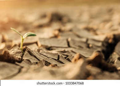 A tree growing on cracked ground. Crack dried soil in drought, Affected of global warming made climate change. Water shortage and drought concept.