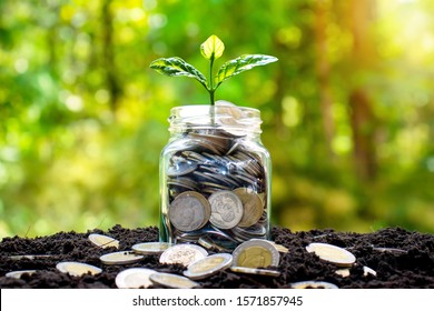 The Tree Is Growing On A Jar Of Money And Many Coins That Are Laid On The Ground.