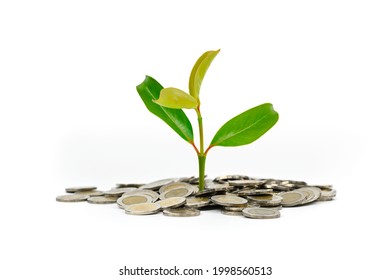 Tree Growing On Money Coin Isolated On White Background, Investment Growth Concept