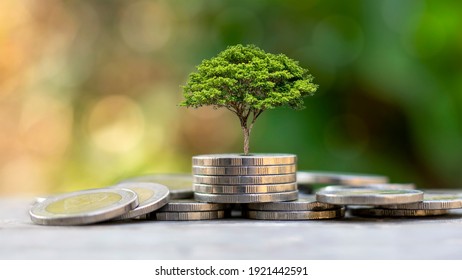 A Tree Growing On A Pile Of Coins And Green Background Is The Concept Of The Development Of The Financial System And Economic Growth.