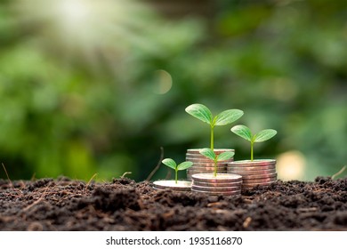 The tree is growing on a pile of coins with a natural backdrop, blurry green, money-saving ideas, and economic growth.
