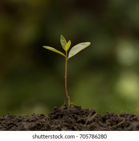 tree growing on soil with green background ..Energy Conservation Concept
