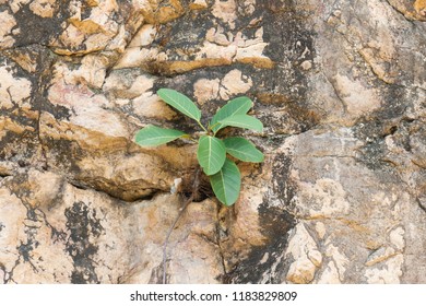 Tree growing on stones