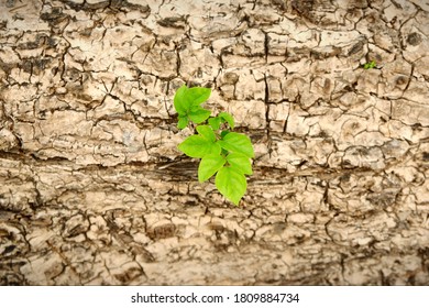 The tree is growing from the original tree. 