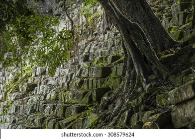 Tree growing out of an ancient mayan staircase, Copan, Honduras