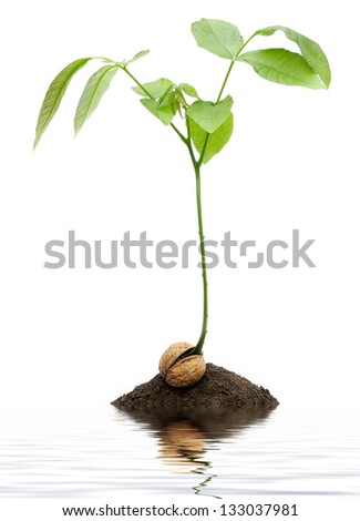 Similar – Still life with cheese and basil