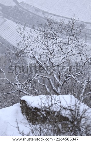 Tree growing outof a rock on the side of a hill overlooking a river in Germany on a foggy, snowy winter day in the Palatinate Forest.