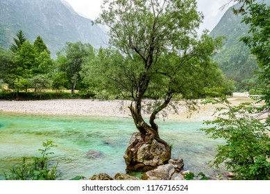Tree growing from a rock on the river in Slovenia. Beautiful view of a tree holding on to a rock in the middle of river Soca or Lepenjica. Triglav National Park, Julian Alps, Slovenia, Europe.