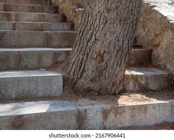 Tree Growing From A Stairway, Battle Nature Civilization

