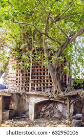 Tree growing from a stone