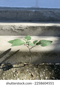 A tree growing through a concrete road. Power of nature. - Shutterstock ID 2258604551