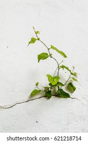 Tree growing through Cracked wall.Small tree-during the growth on cement wall. Old plaster walls cracked crack.weed growing through crack in pavement