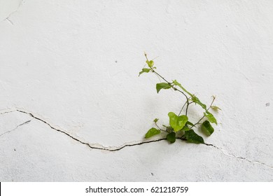 Tree growing through Cracked wall.Small tree-during the growth on cement wall. Old plaster walls cracked crack.weed growing through crack in pavement