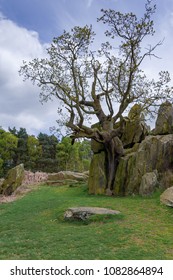 Tree Growing Through Rocks