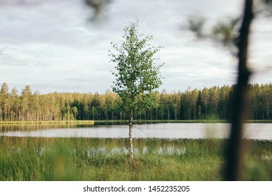Tree grows alone in swamp