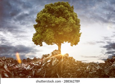 Tree grows between Mountains of Trash