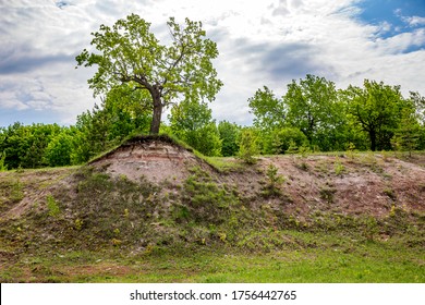 572 Lumpy tree Images, Stock Photos & Vectors | Shutterstock