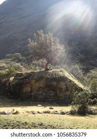 tree grows on rock

