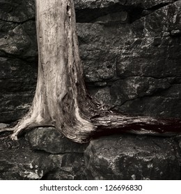 A Tree Grows Out Of A Rock Face Against All Odds.