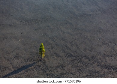 Tree Grows In Volcanic Ash