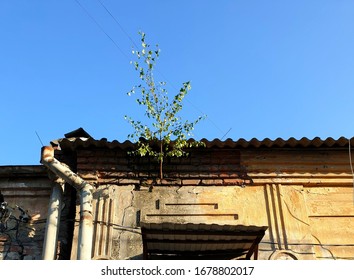 A tree grows in the wall of an old building. Photo taken on: August 8 Thursday, 2019