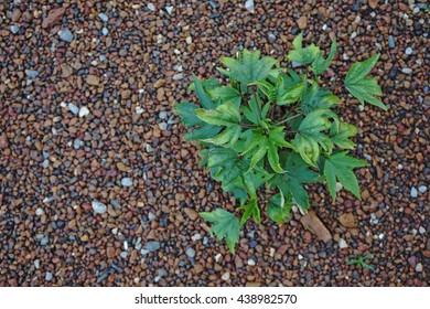 Tree growth from pebbles background - Shutterstock ID 438982570
