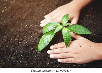 tree growth sprout with hand , business development idea concept.