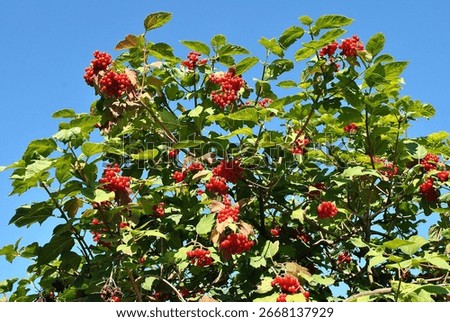 A tree of guelder rose