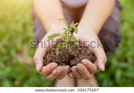 Similar – Image, Stock Photo Dirty boy hands holding small young herbal sprout plant