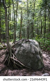A tree hanging onto a rock outside The Basin at Franconia Notch State Park in New Hampshire USA