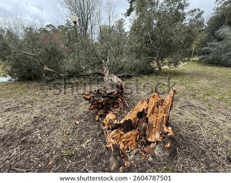 A tree has fallen in a park, uprooting itself and leaving a fractured stump amidst sparse grass on an overcast day. Fallen tree trunk in a park after Storm Martinho Lisbon Portugal march 2025