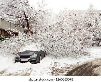 The Tree Has Fallen Under Heavy Snow In Suburban Community, Blocking The Road And Damaging The Nearby Car