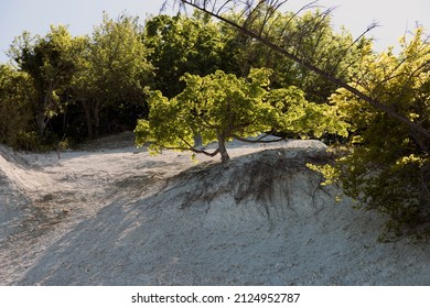 A Tree Has Taken Root In Brownfield Land, On Bornholm