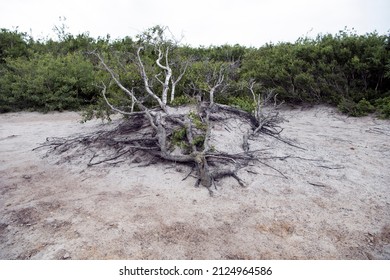 A Tree Has Taken Root In Brownfield Land, On Bornholm