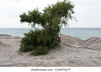 A Tree Has Taken Root In Brownfield Land, On Bornholm