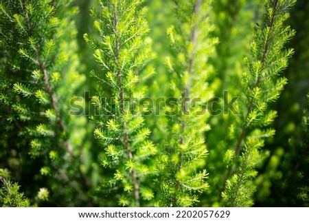 Tree heath background. Erica arborea or tree heather evergreen shrub. Bright green canarian type. Floral green background with fluffy brush-like leaves