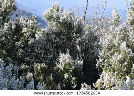 Tree heath (Erica arborea) with white flowers in Aspromonte, Calabria, Italy