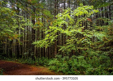 Tree Highlighted By Sun Above Surrounded By Taller Trees