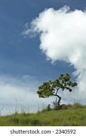 tree in a hill