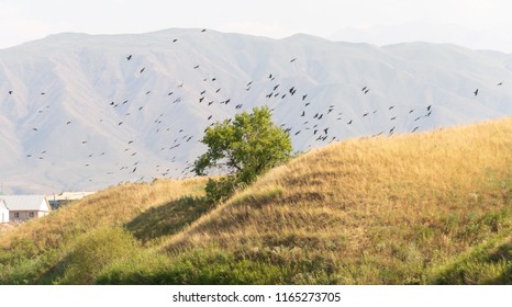 A tree and a hill with a lot of crows sitting and flying on it