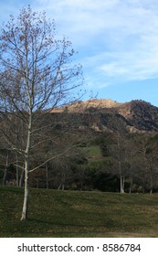 Tree and Hilly Terrain