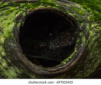 Tree Hole