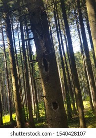 tree with holes in the forest