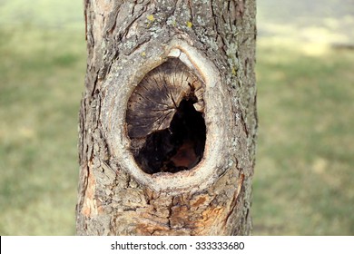 Tree Hollow Close Up