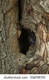 Tree Hollow Close Up