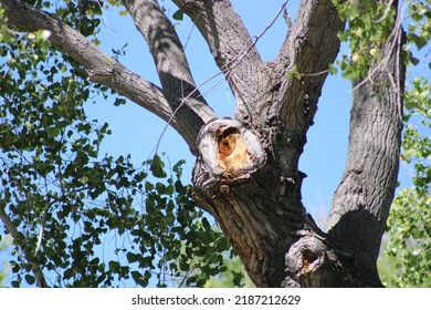 Tree Hollows In Prescott Valley, Arizona