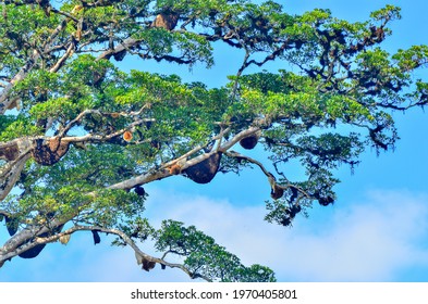 Giant Stinging Tree Images Stock Photos Vectors Shutterstock