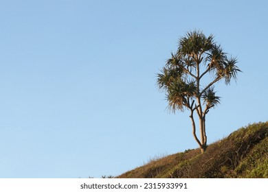 Tree with horizon in the back blue sky - Shutterstock ID 2315933991