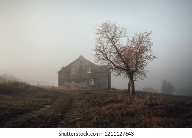 Tree and house in fog
